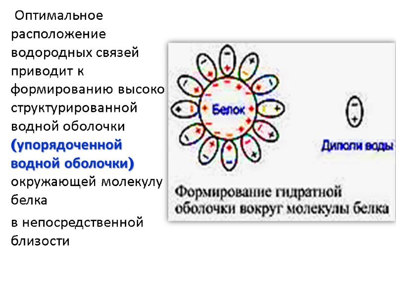 Оптимальное расположение водородных связей приводит к формированию высоко структурированной водной оболочки  (упорядоченной водной